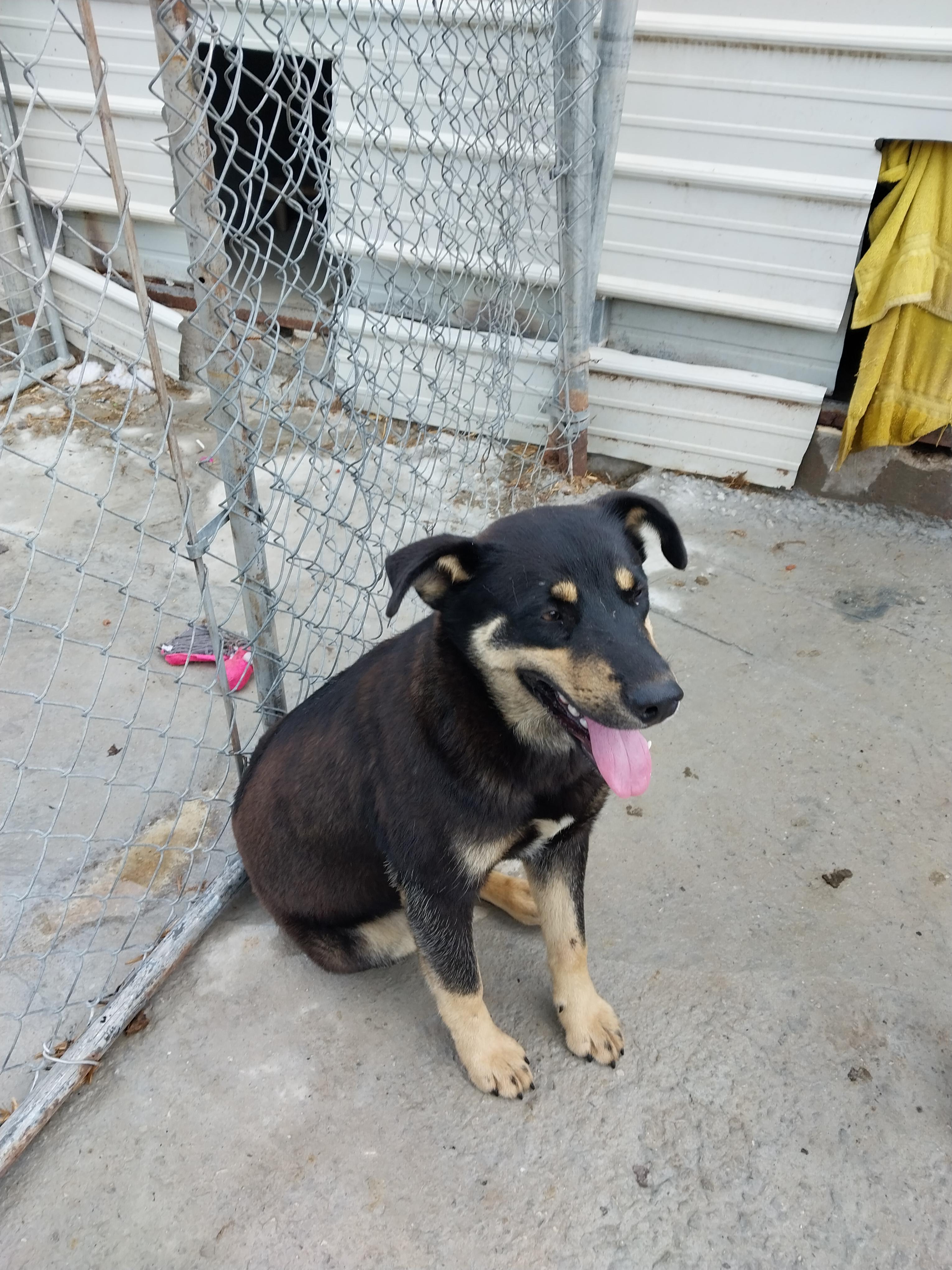 Enlarge Howard, a Adoptable mixed breed in Tracy City , TN image 2/3