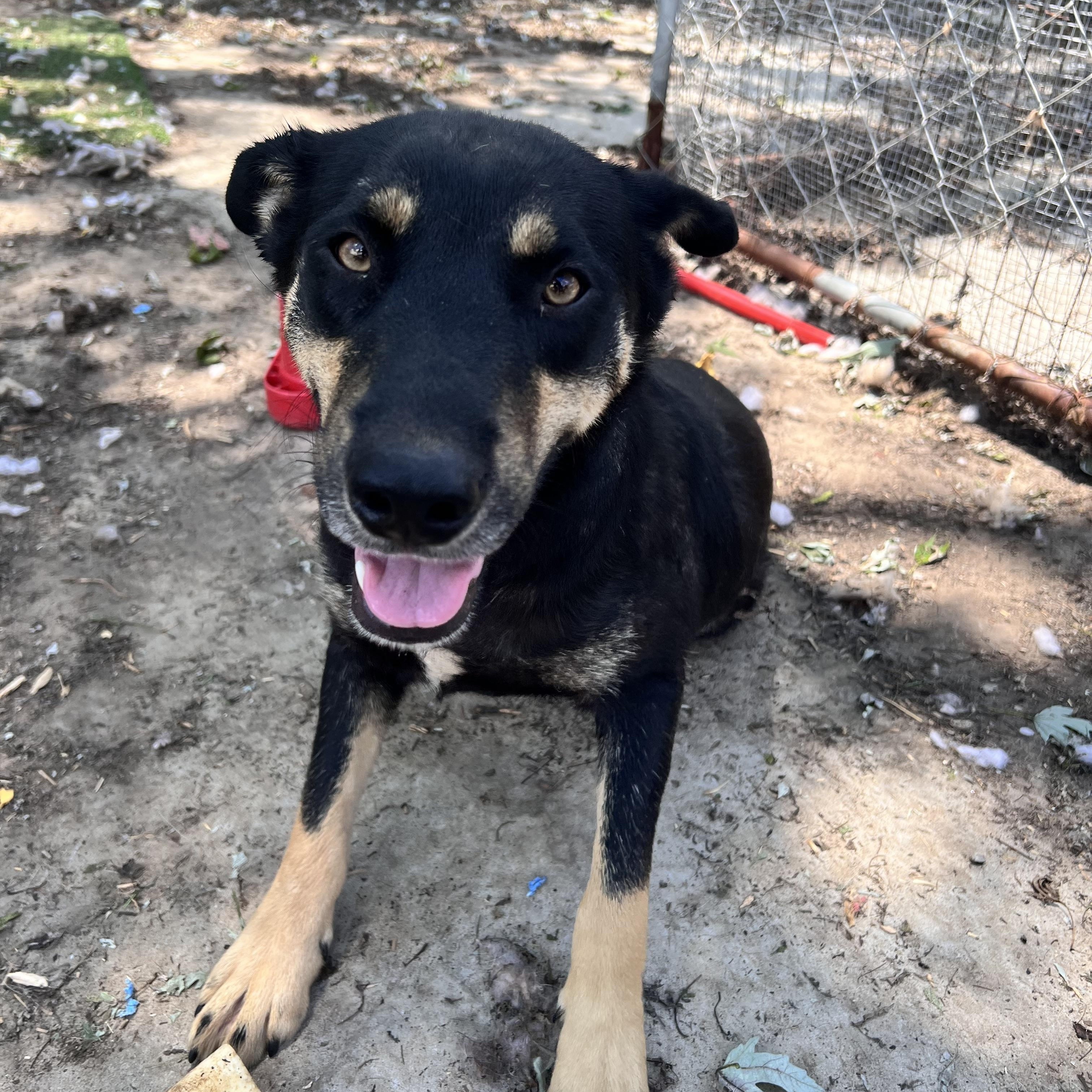 Howard, a Adoptable mixed breed in Tracy City , TN image 2/3