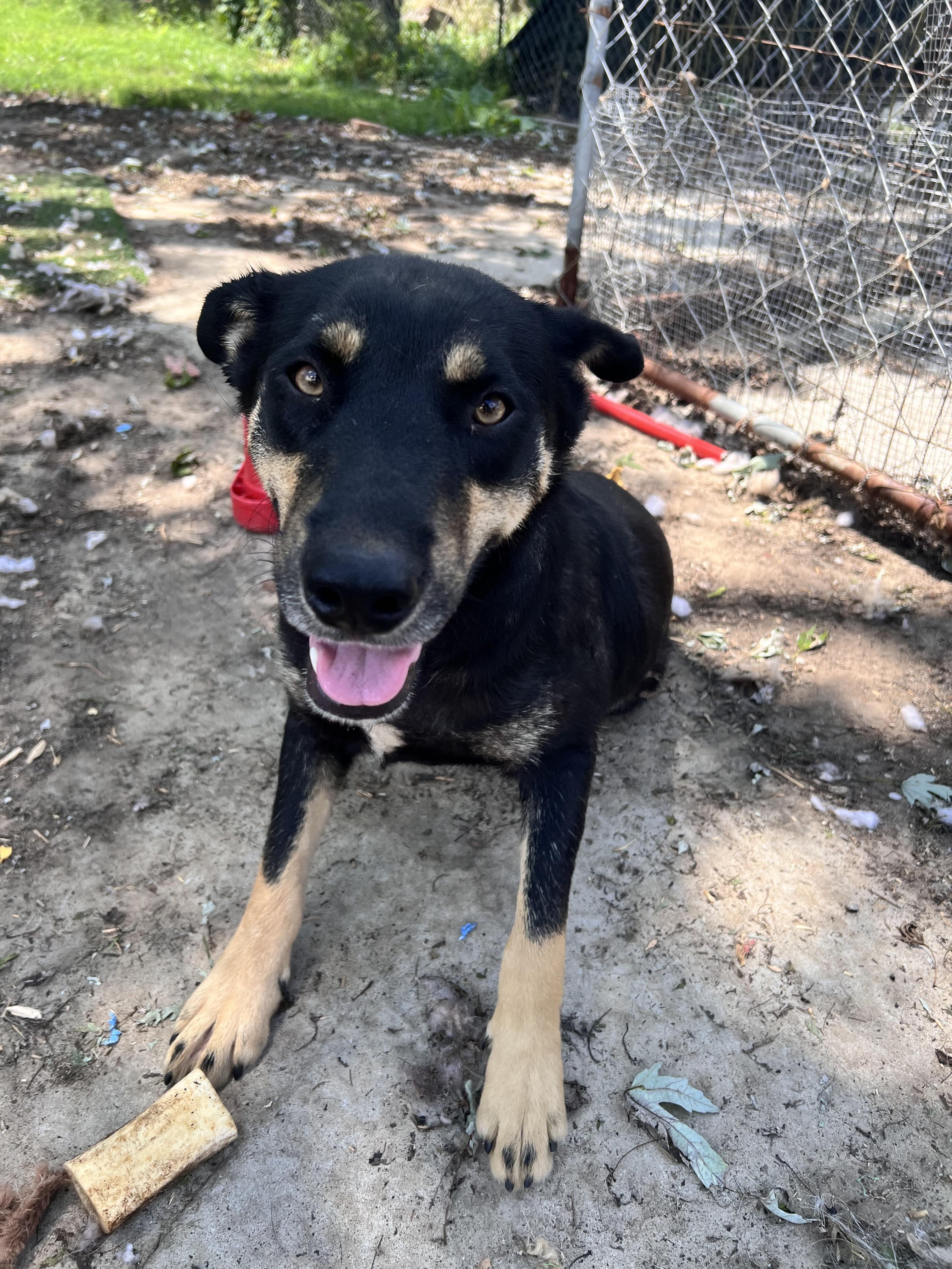 Enlarge Howard, a Adoptable mixed breed in Tracy City , TN image 2/3