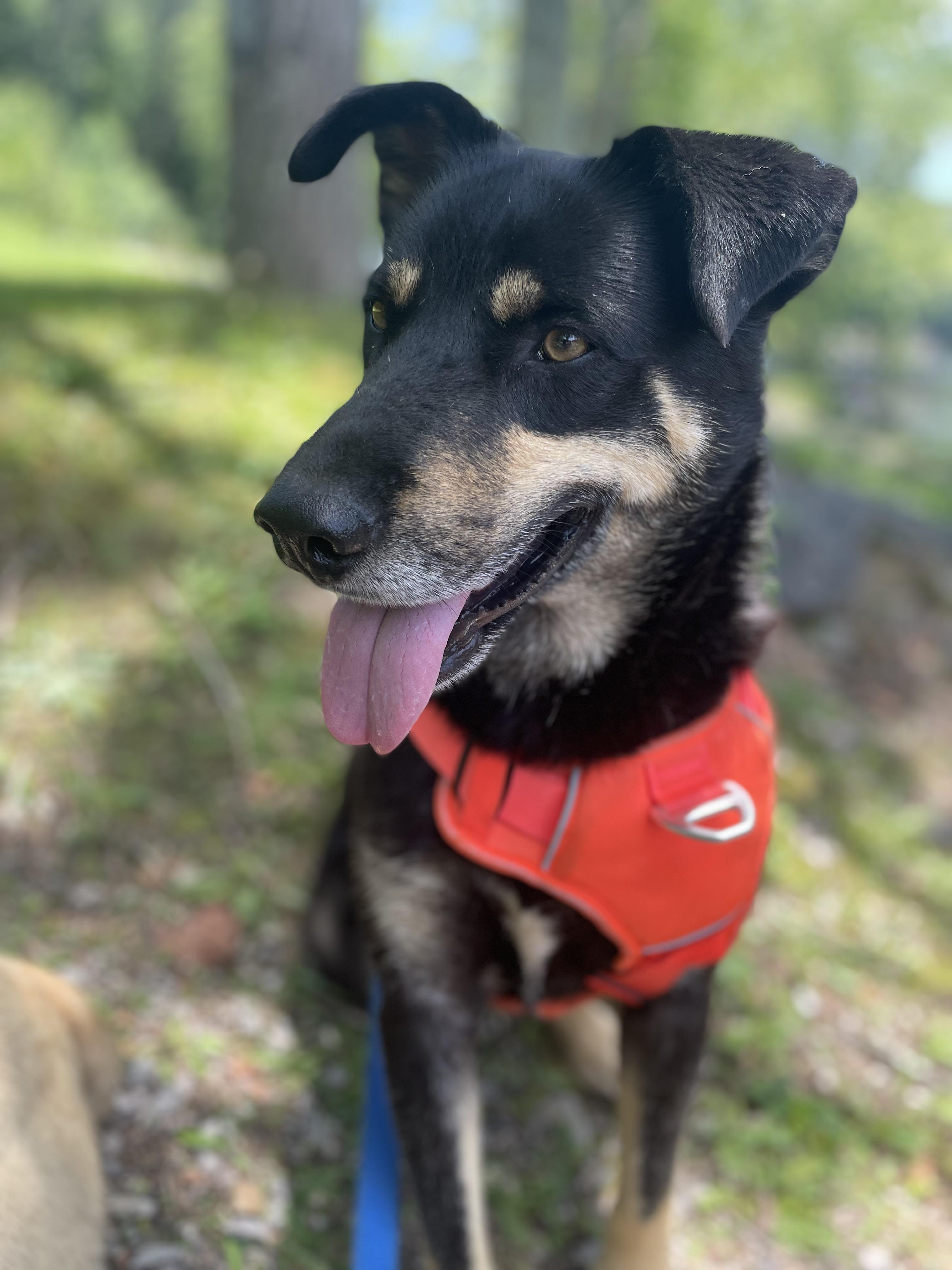 Howard, Adoptable, Adult Male Husky & Shepherd.