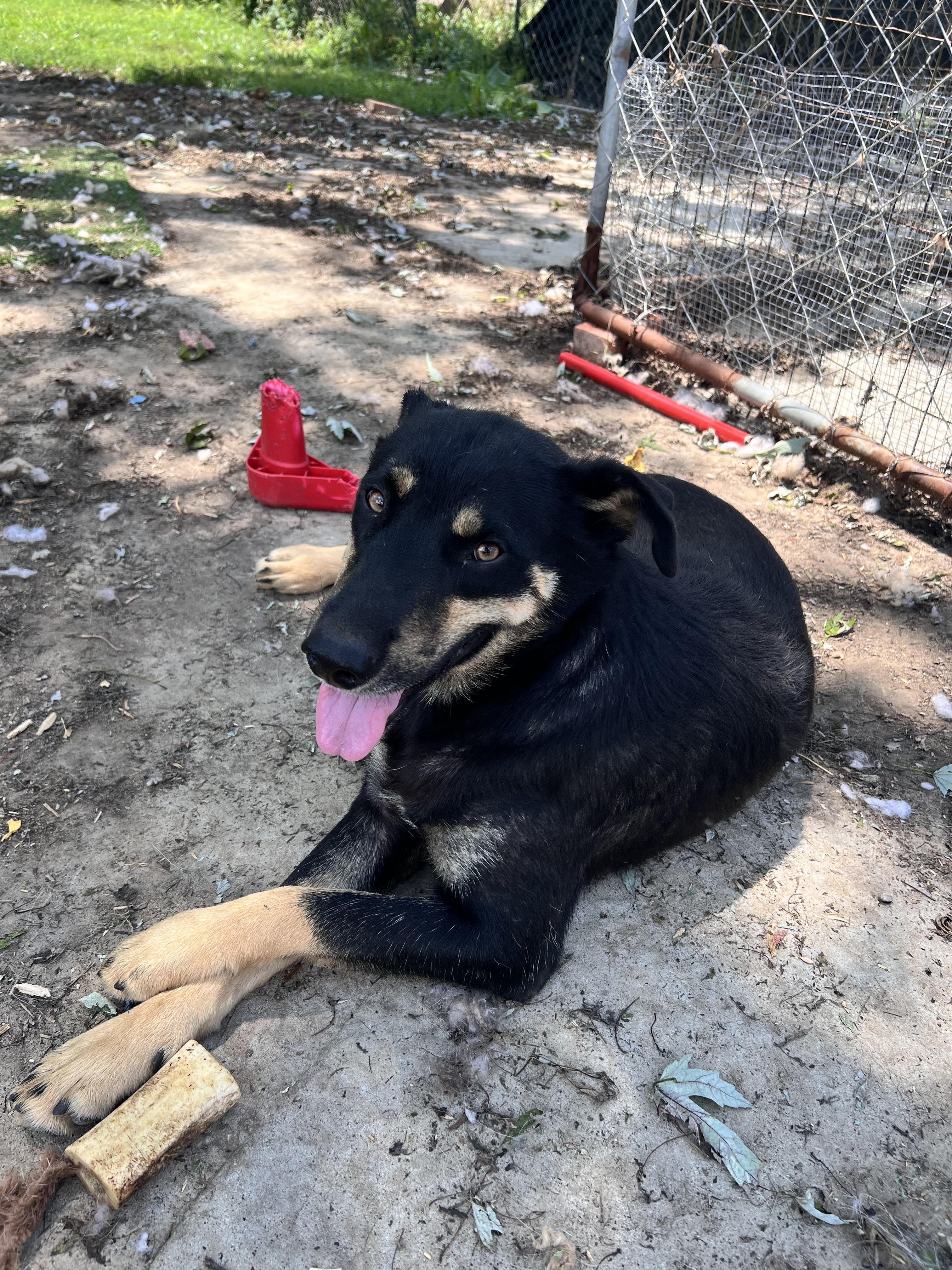 Enlarge Howard, a Adoptable mixed breed in Tracy City , TN image 3/3