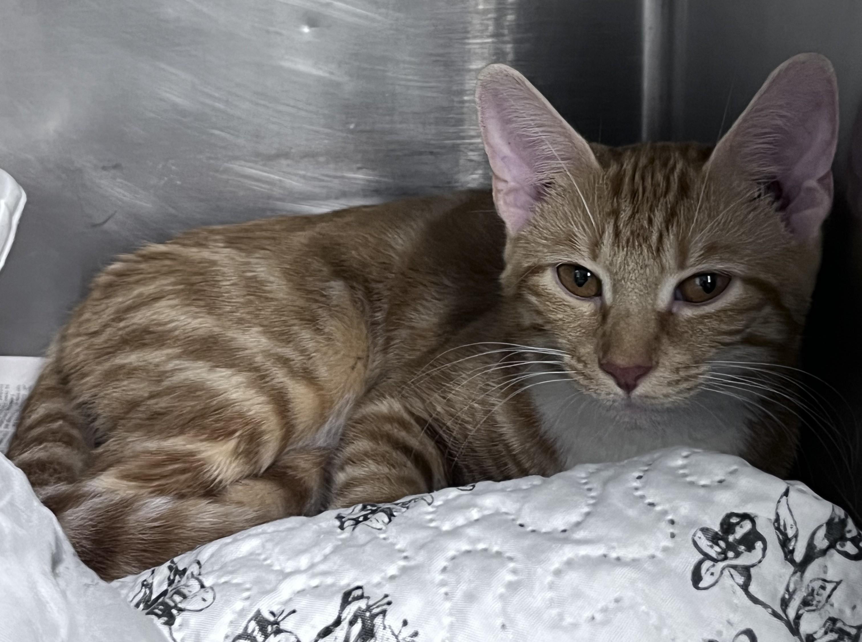 Blossom, Adopted, Young Female Domestic Short Hair.