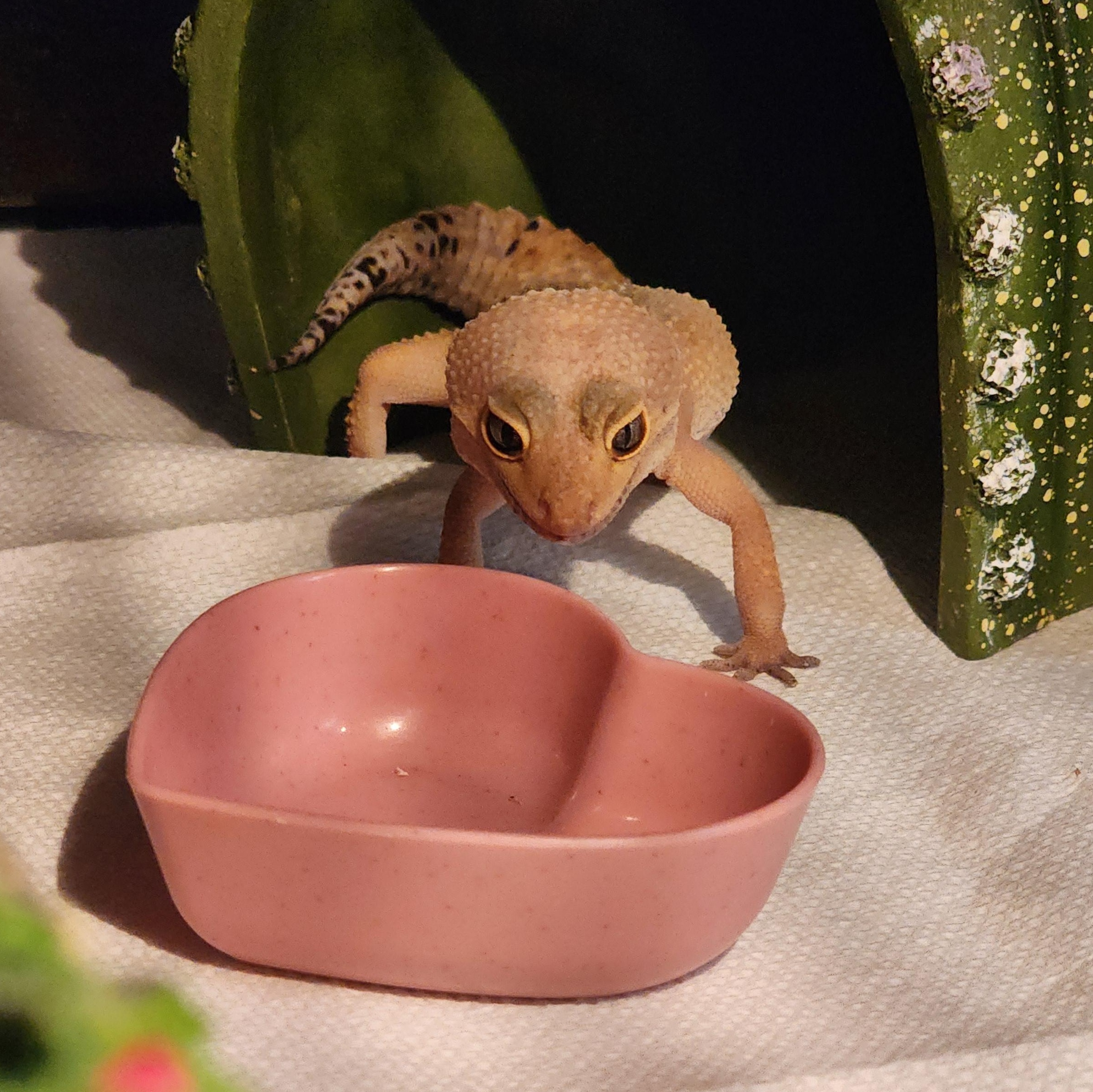 Amelia, Adoptable, Adult Female Gecko.