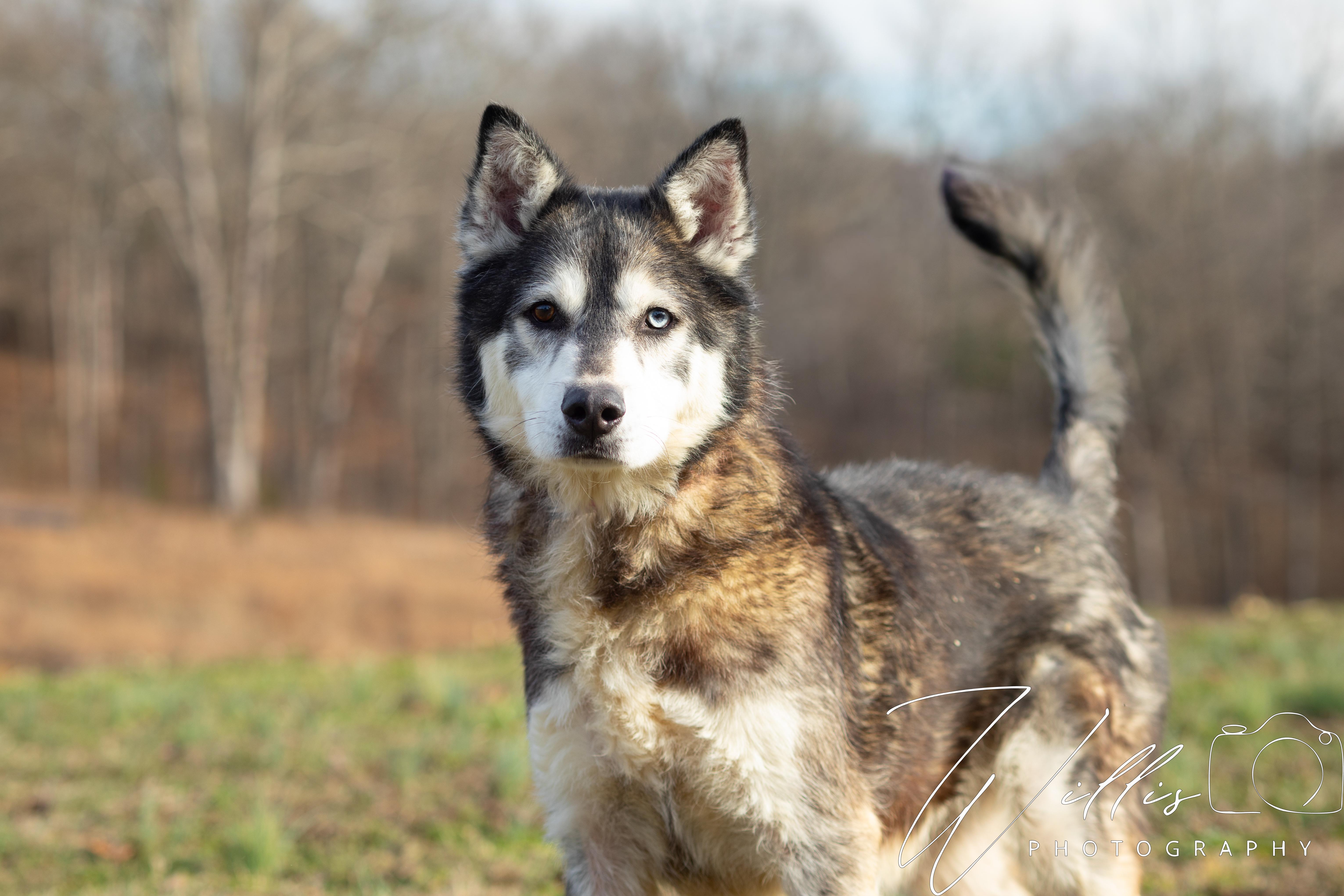 Kodiak , adopted, Adult Male Siberian Husky.