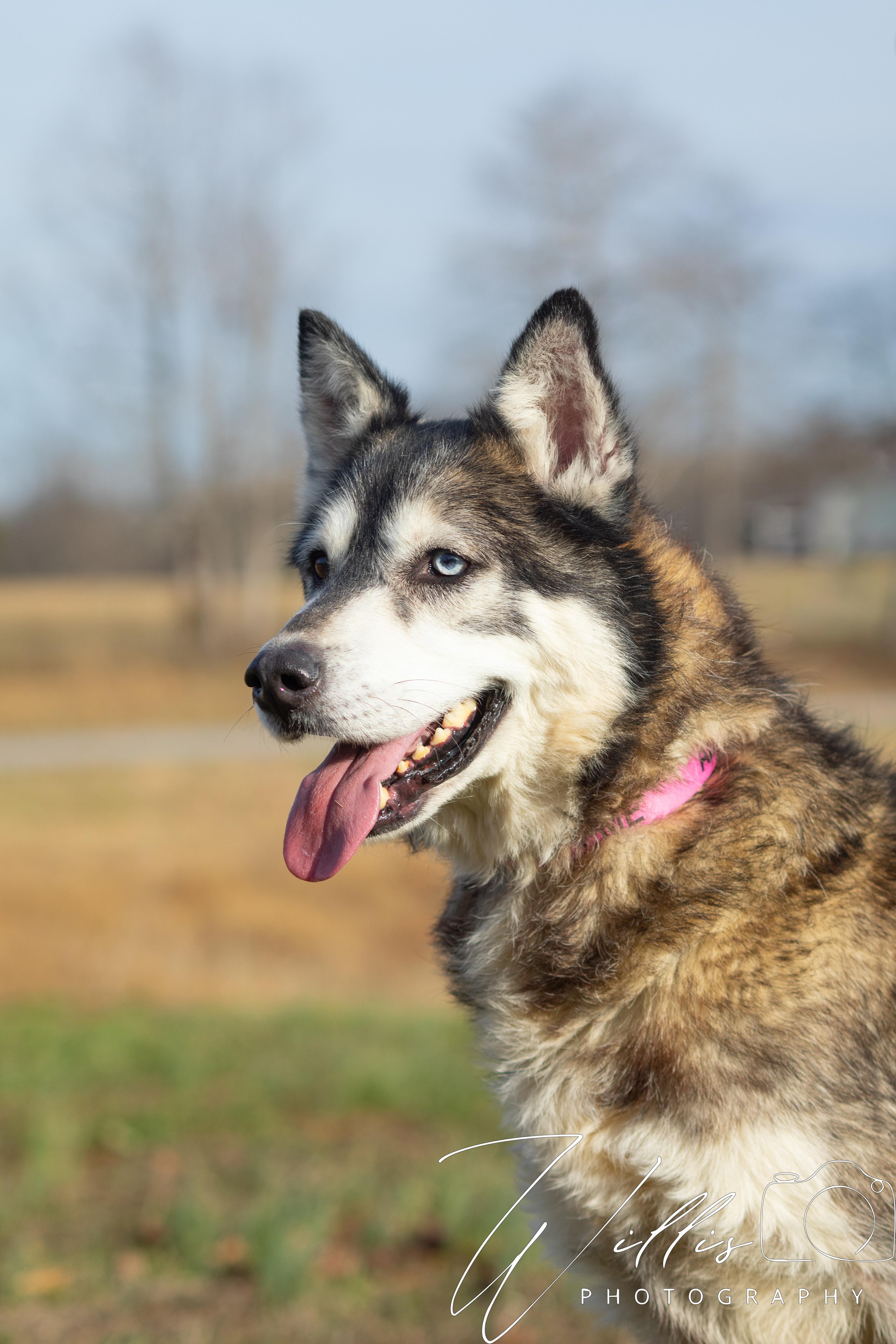 Kodiak , an adopted Siberian Husky in Dixon, KY image 3/3