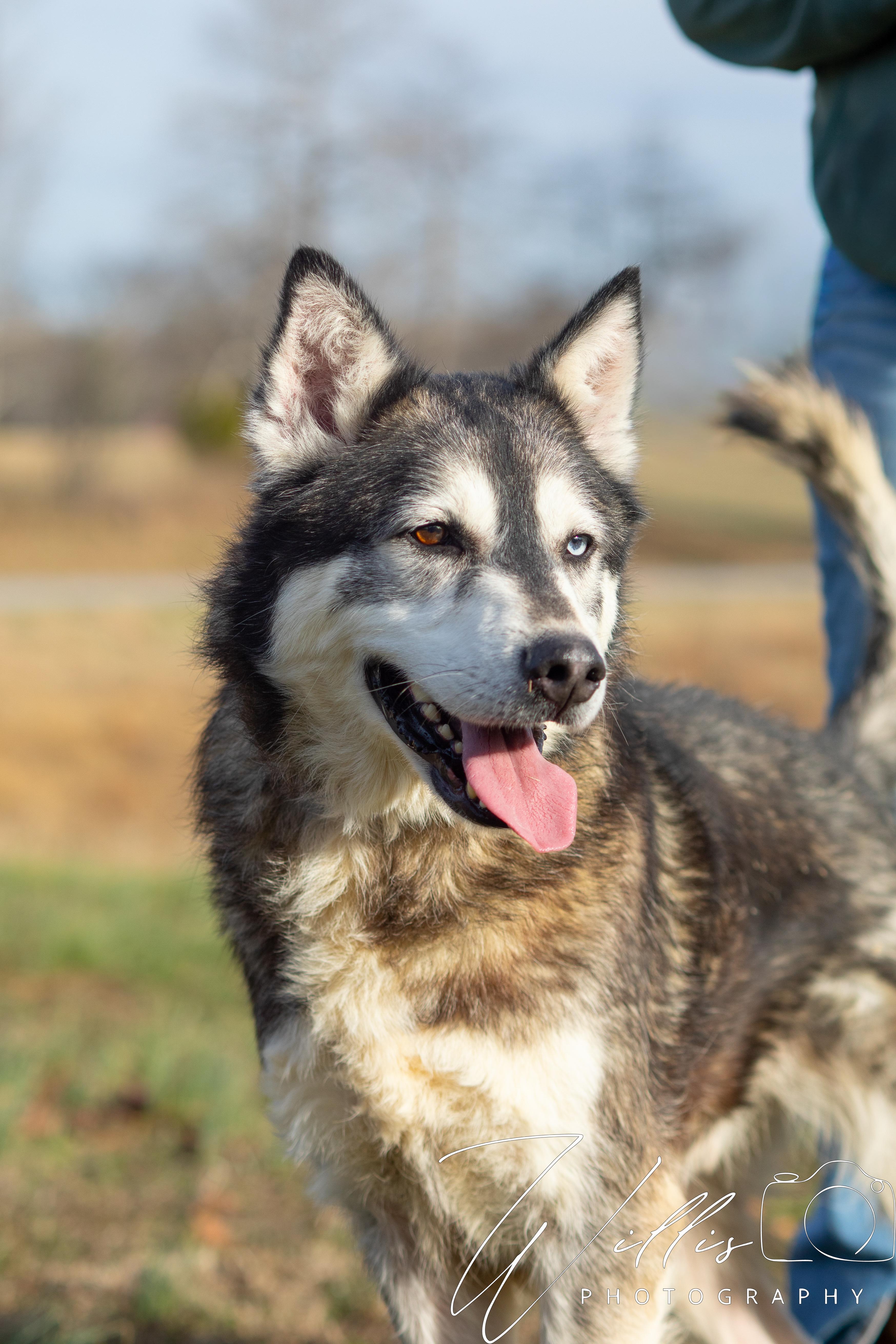 Kodiak , an adopted Siberian Husky in Dixon, KY image 2/3