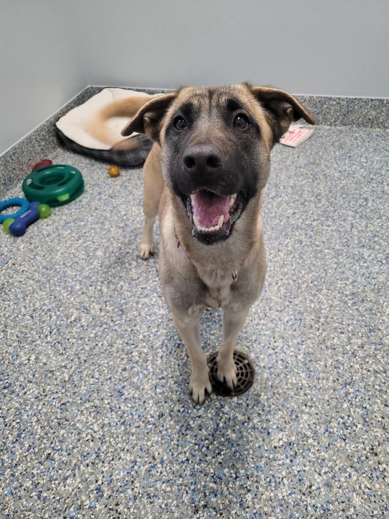 Fauna, a Adoptable Anatolian Shepherd in Angola, IN image 4/6