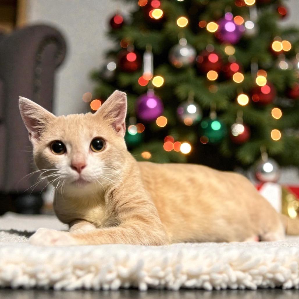 Smoked Gouda, Adoptable, Young Male Domestic Short Hair & Domestic Short Hair.