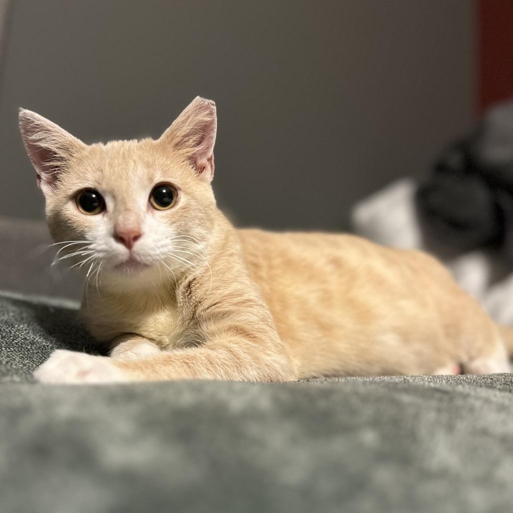 Enlarge Smoked Gouda, a Adoptable mixed breed in Jupiter, FL image 2/6