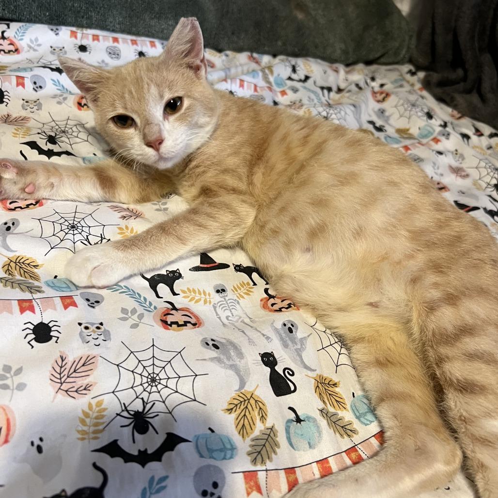 Enlarge Smoked Gouda, a Adoptable mixed breed in Jupiter, FL image 3/6