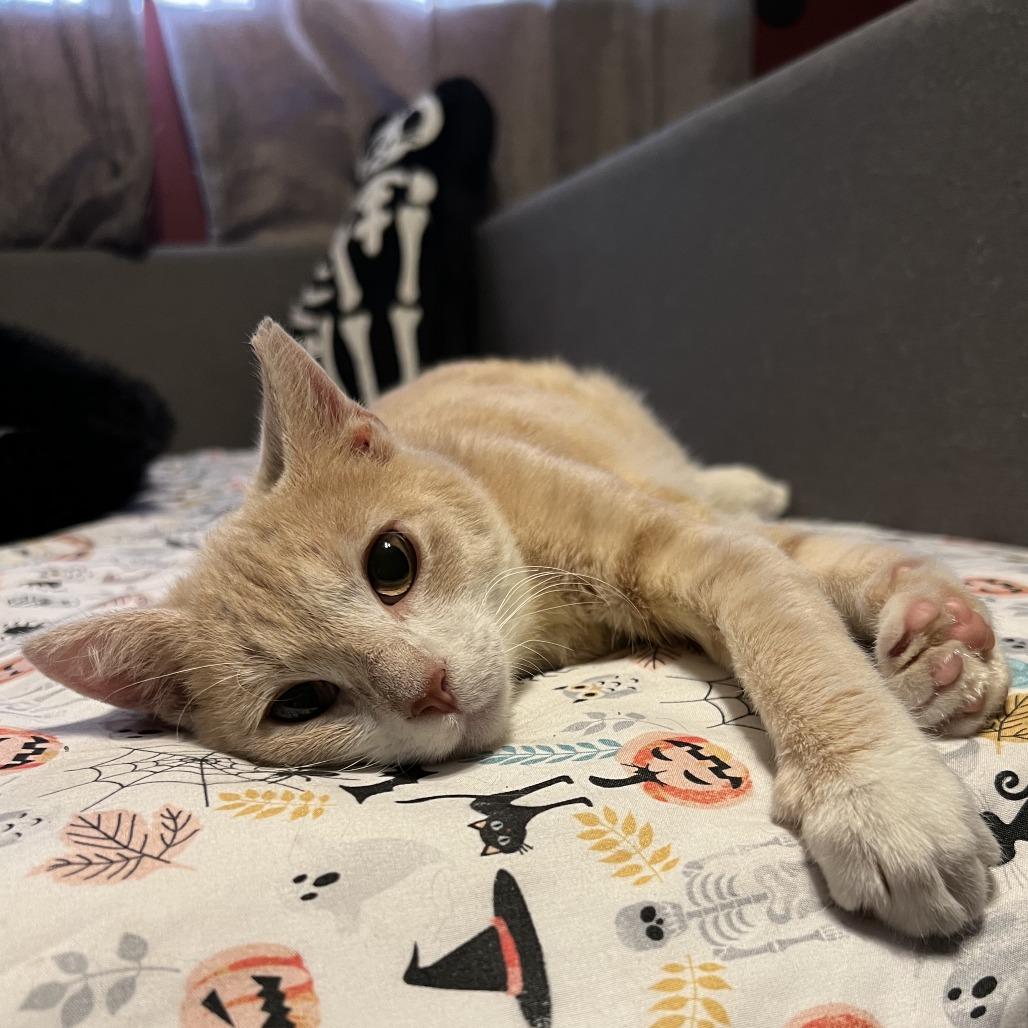 Enlarge Smoked Gouda, a Adoptable mixed breed in Jupiter, FL image 4/6