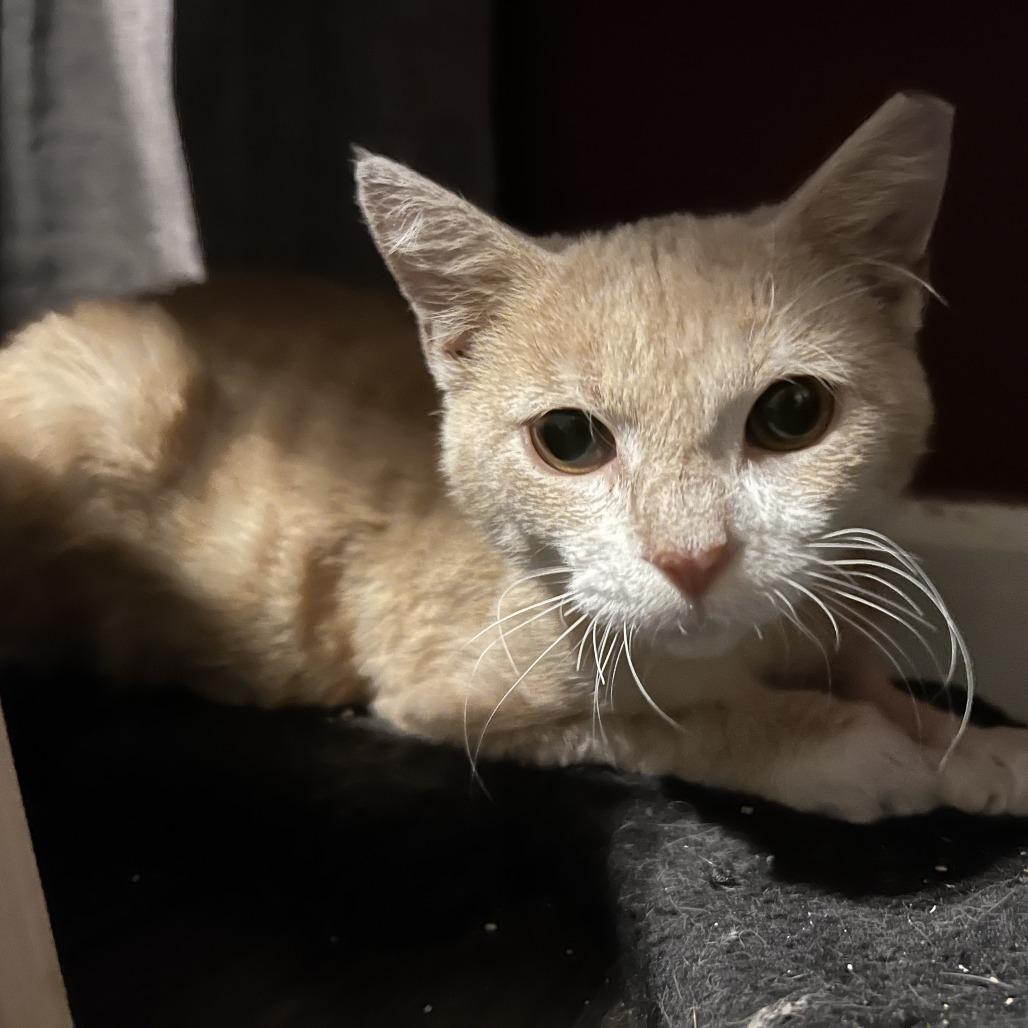 Enlarge Smoked Gouda, a Adoptable mixed breed in Jupiter, FL image 5/6