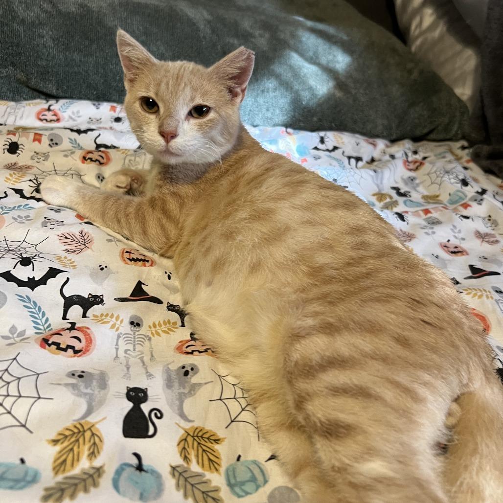 Enlarge Smoked Gouda, a Adoptable mixed breed in Jupiter, FL image 6/6