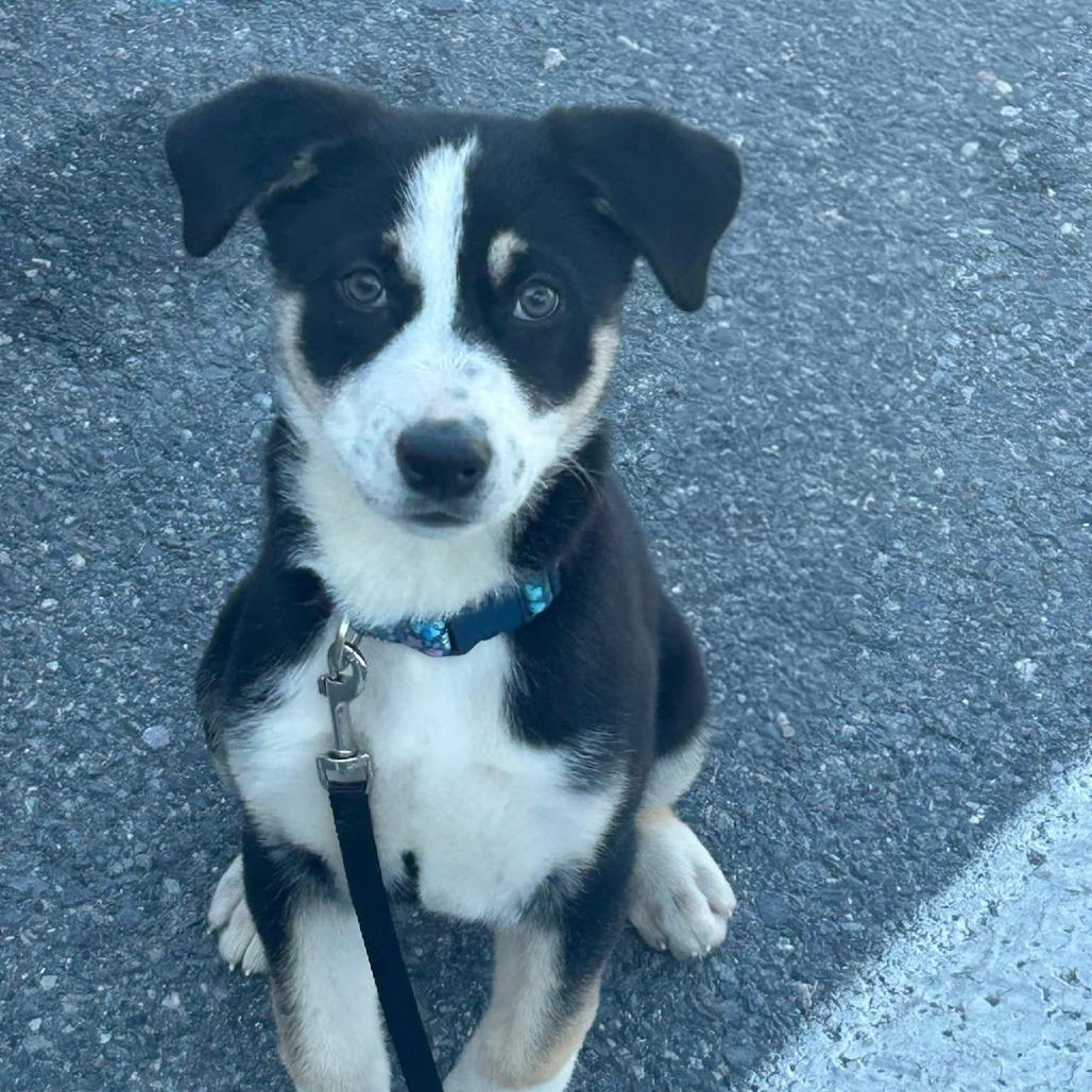 Calzone, Adoptable, Puppy Female Shepherd.