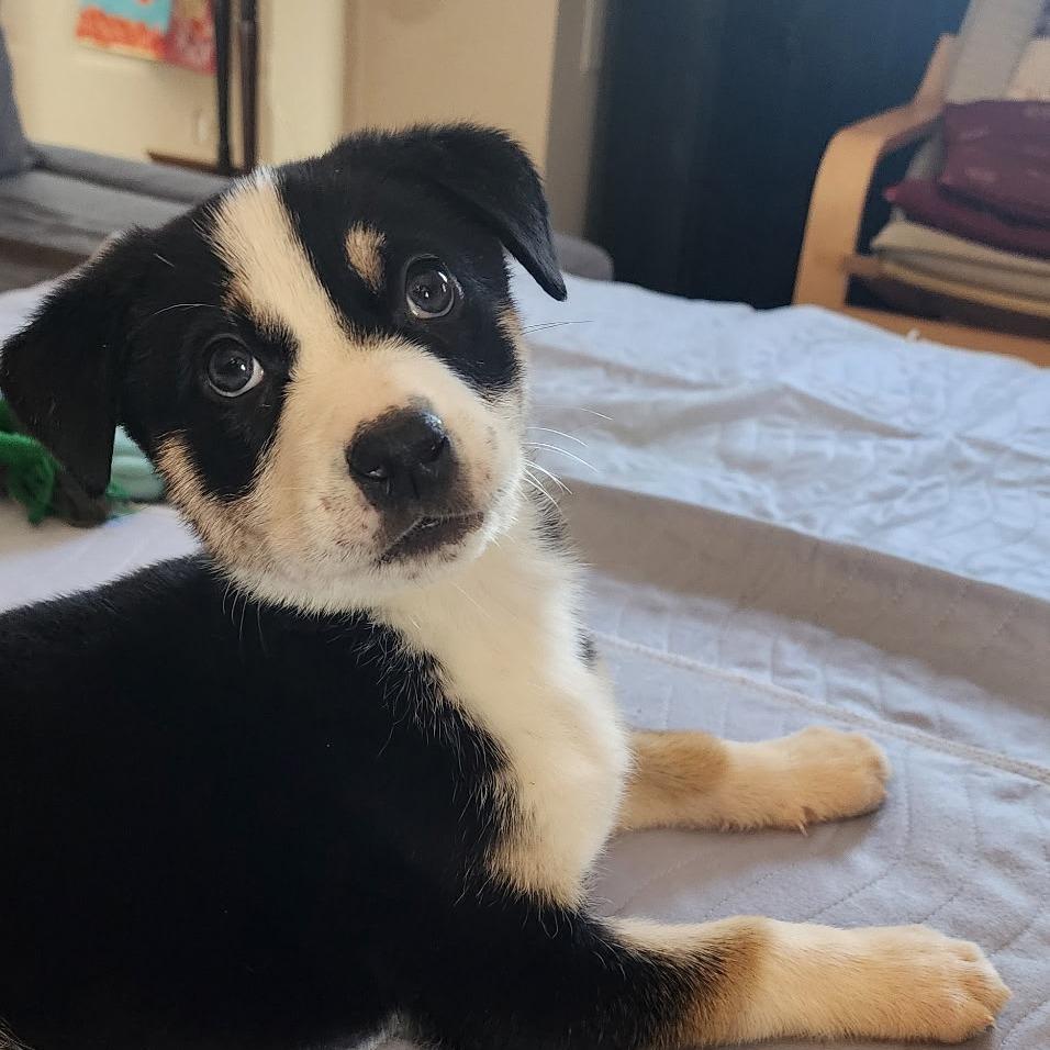 Enlarge Calzone, a Adoptable Shepherd in Rockville, MD image 2/6