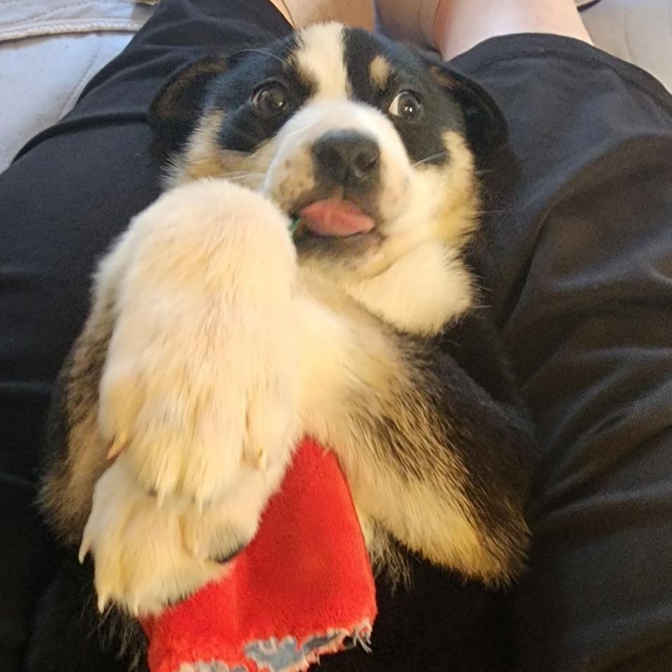 Enlarge Calzone, a Adoptable Shepherd in Rockville, MD image 3/6