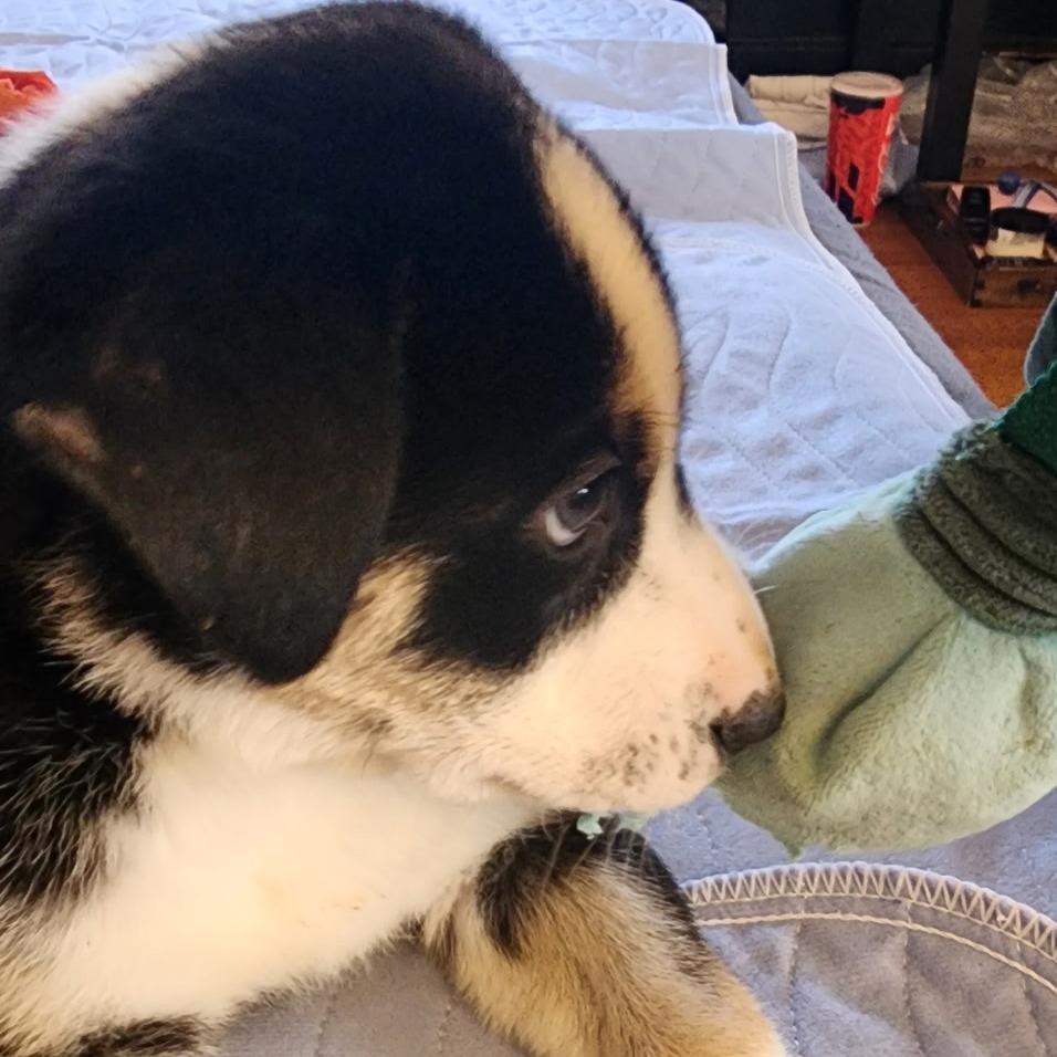 Enlarge Calzone, a Adoptable Shepherd in Rockville, MD image 4/6