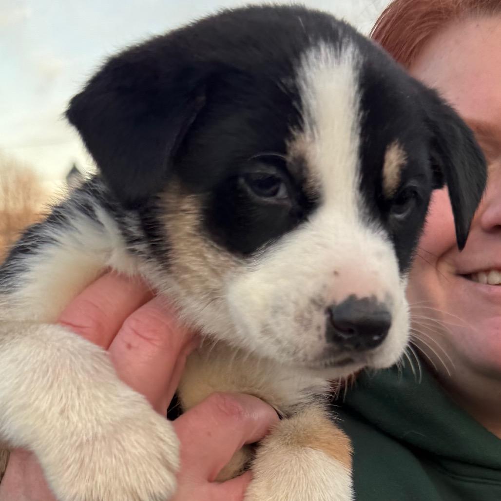 Enlarge Calzone, a Adoptable Shepherd in Rockville, MD image 5/6