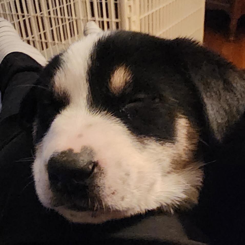 Enlarge Calzone, a Adoptable Shepherd in Rockville, MD image 6/6