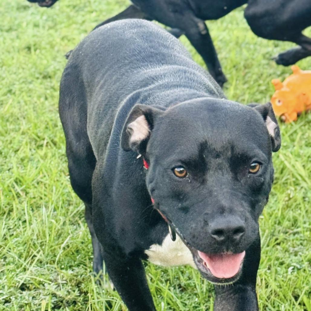 Venus, Adoptable, Adult Female Mixed Breed & Pit Bull Terrier.