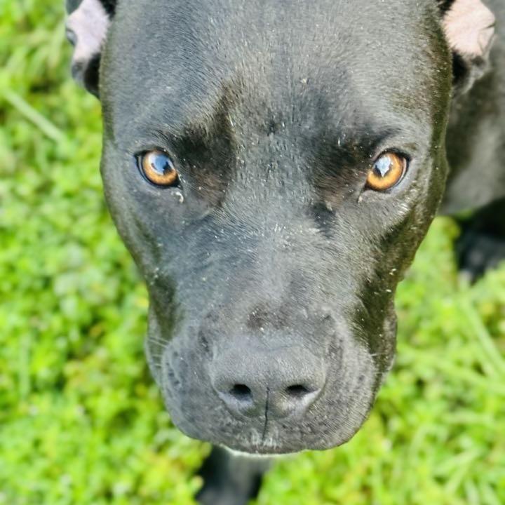 Enlarge Venus, a Adoptable mixed breed in Williston, FL image 2/6