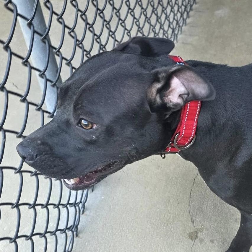 Enlarge Venus, a Adoptable mixed breed in Williston, FL image 6/6