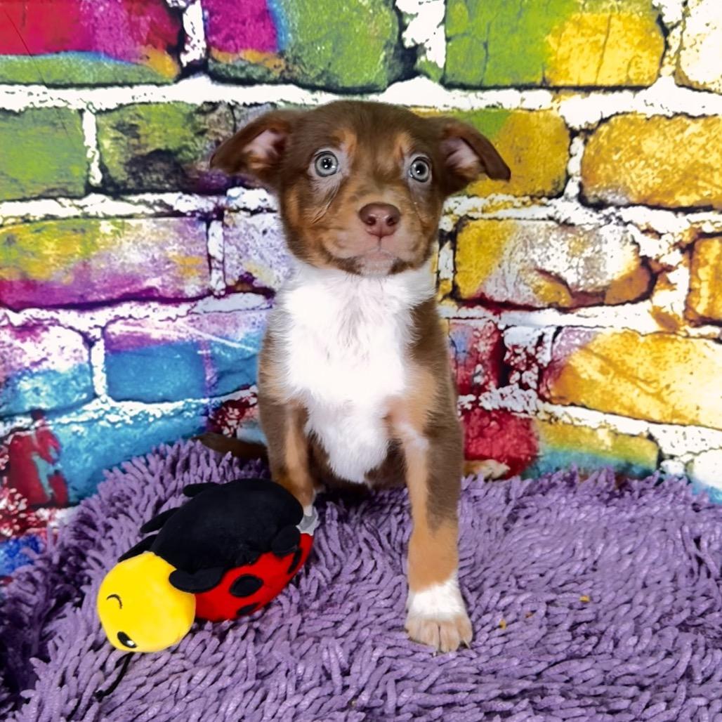 Omac, Adoptable, Puppy Male Mixed Breed.