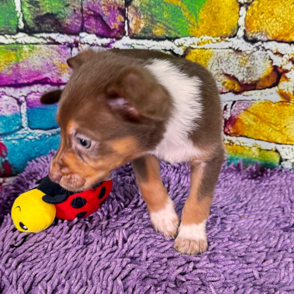 Enlarge Omac, a Adoptable Mixed Breed in Franklin, NC image 2/6