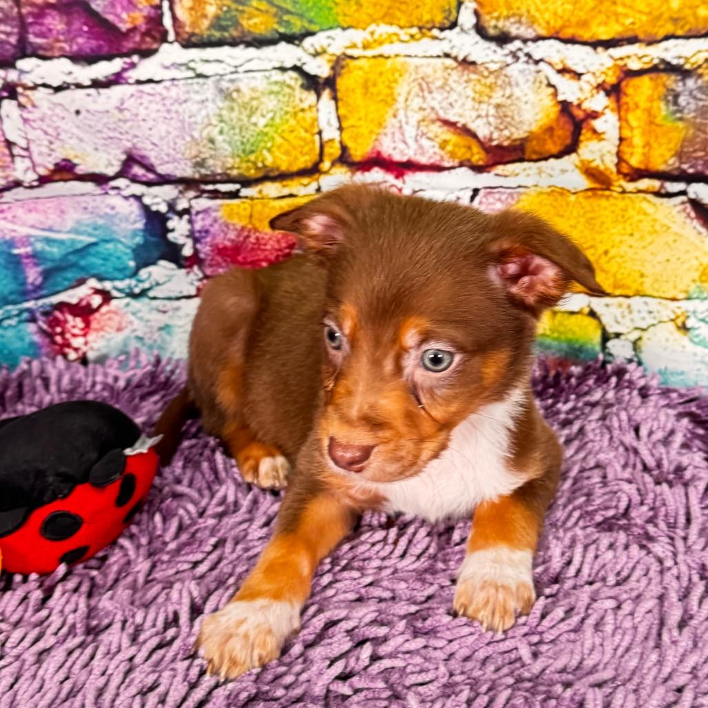 Enlarge Omac, a Adoptable Mixed Breed in Franklin, NC image 3/6