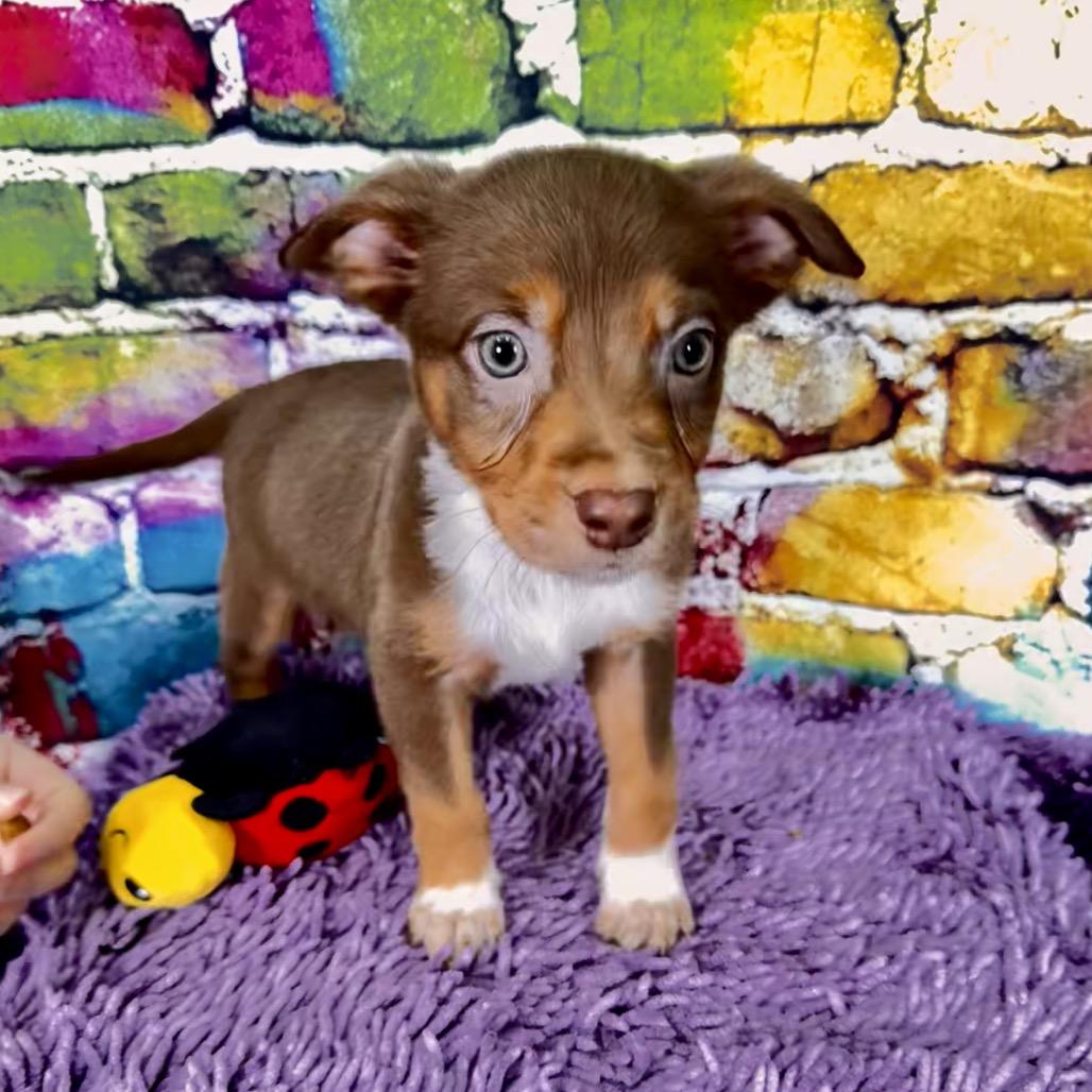 Enlarge Omac, a Adoptable Mixed Breed in Franklin, NC image 4/6