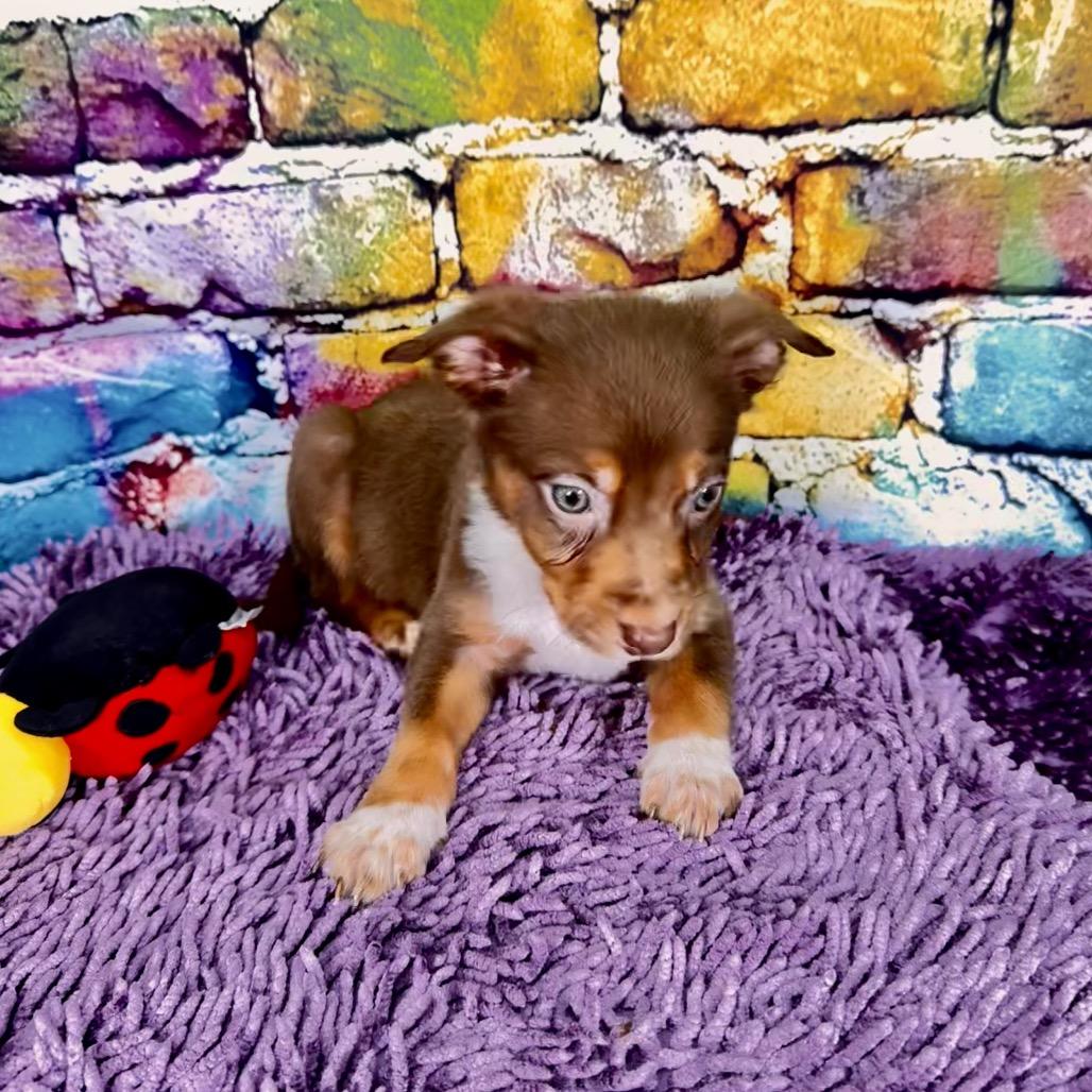 Enlarge Omac, a Adoptable Mixed Breed in Franklin, NC image 5/6