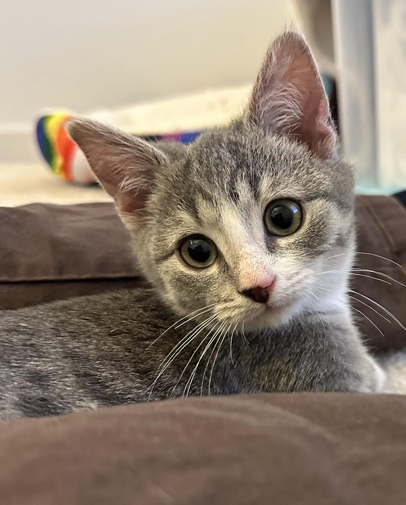 Enlarge Conrad  (No Free Kittens Litter), a Adopted Domestic Short Hair in Telford, PA image 1/1