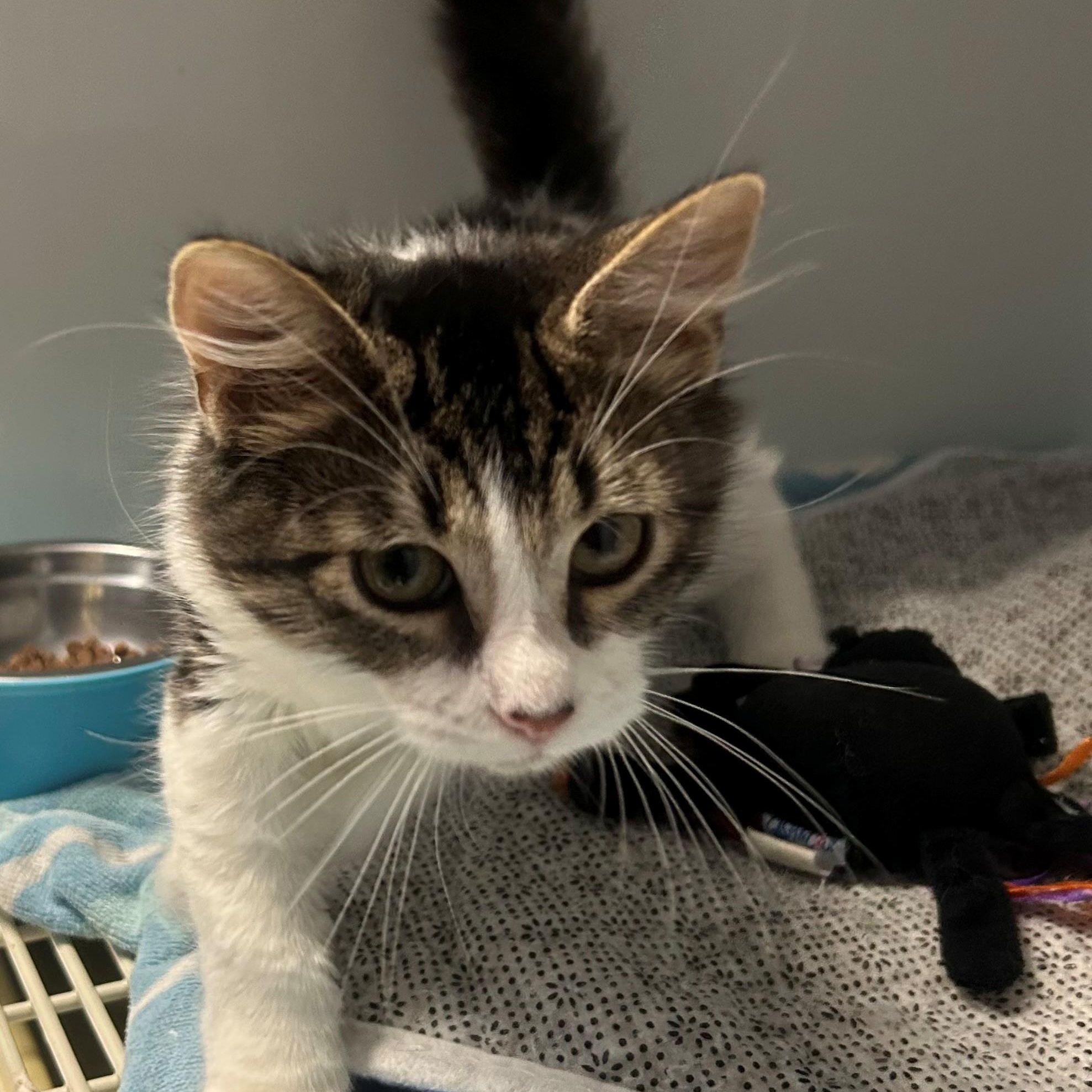 Enlarge Ranger, an adopted Domestic Medium Hair in Margate, FL image 1/1