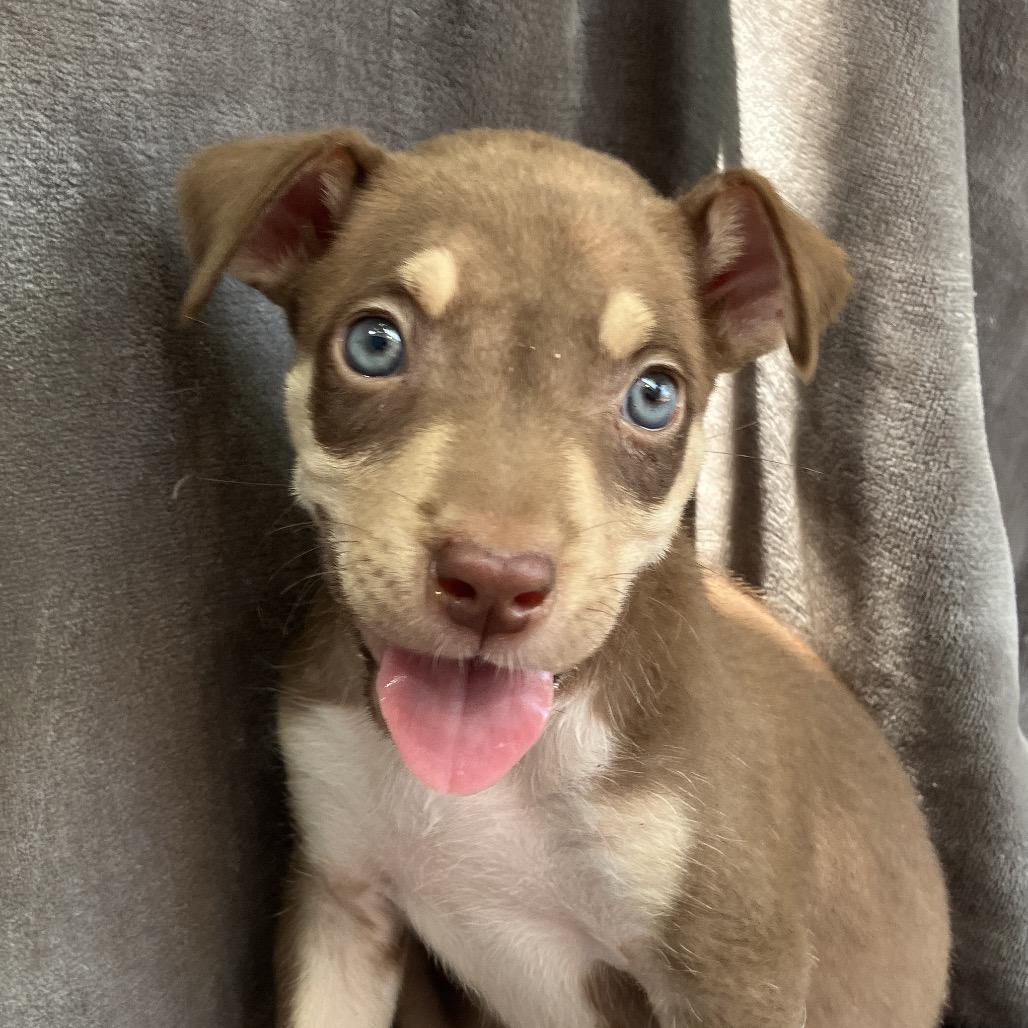 Lady Wiggleworth of Liberty, a Adoptable Mixed Breed in Pulaski, TN image 1/4