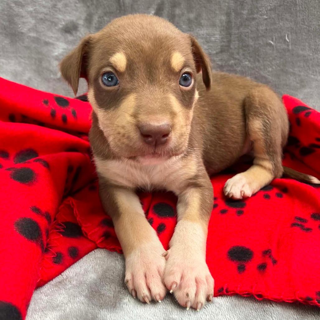 Puppy B1, Adoptable, Puppy Female Mixed Breed.