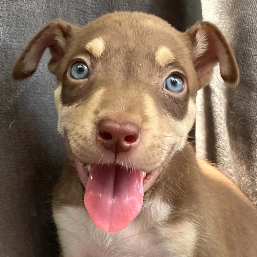 Lady Wiggleworth of Liberty, a Adoptable Mixed Breed in Pulaski, TN image 3/4