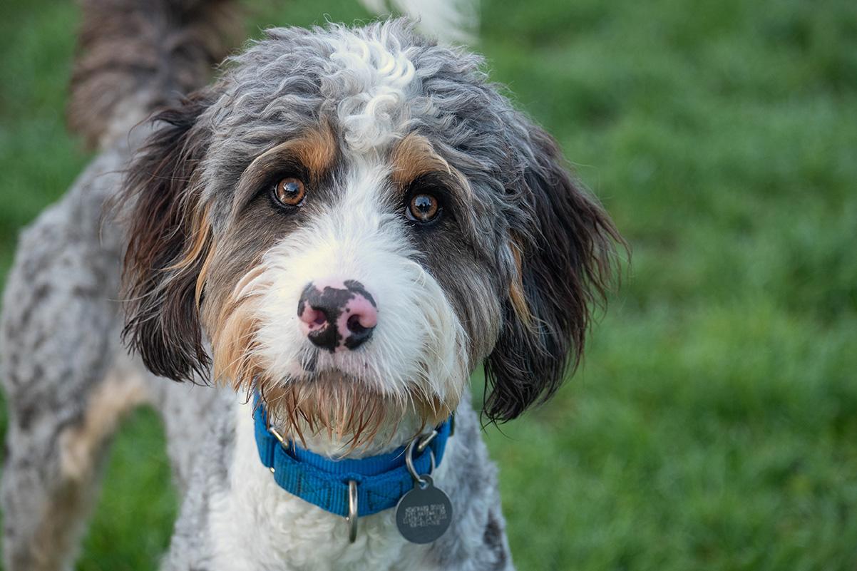 St. Nick, ADOPTABLE, Young Male Bernadoodle.