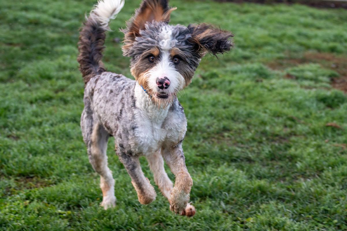 Enlarge St. Nick, an adopted Bernadoodle in Elverta, CA image 2/2