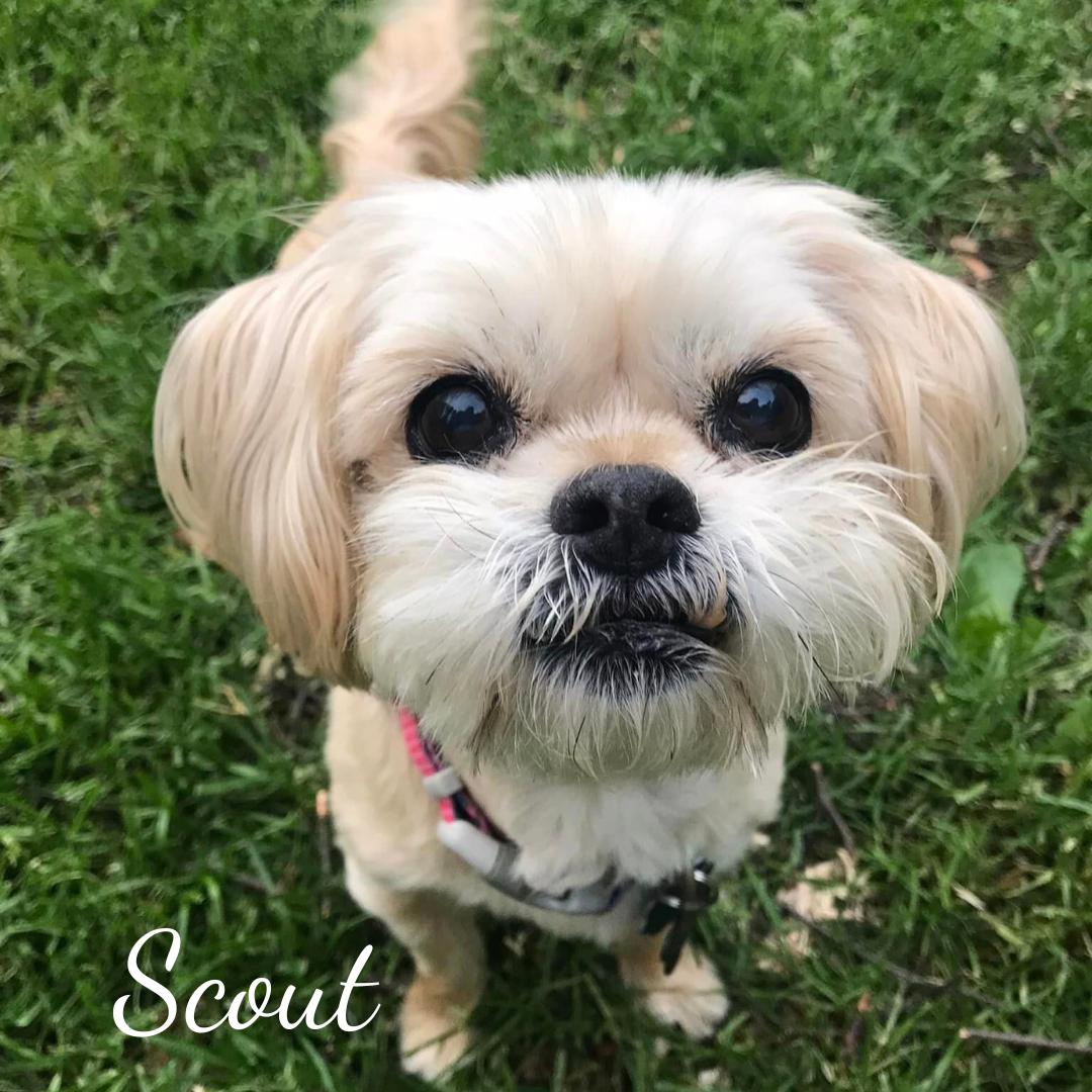 Scout (bonded with Sophie)