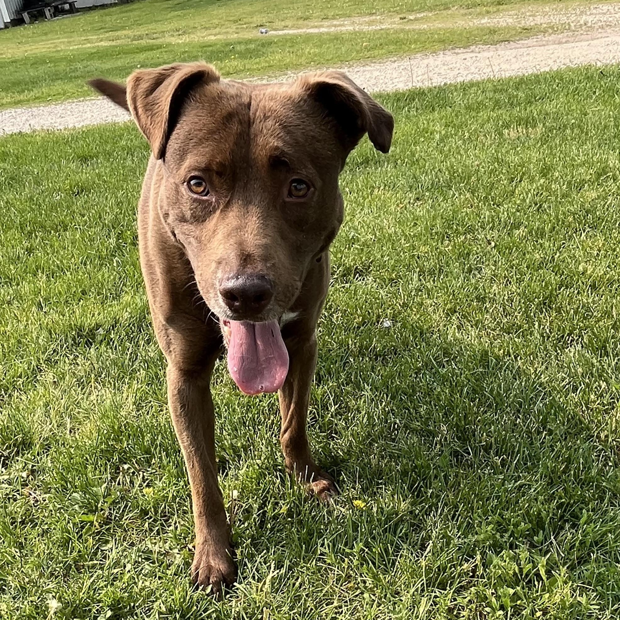 Baxter, a Adoptable mixed breed in Independence, IA image 1/4
