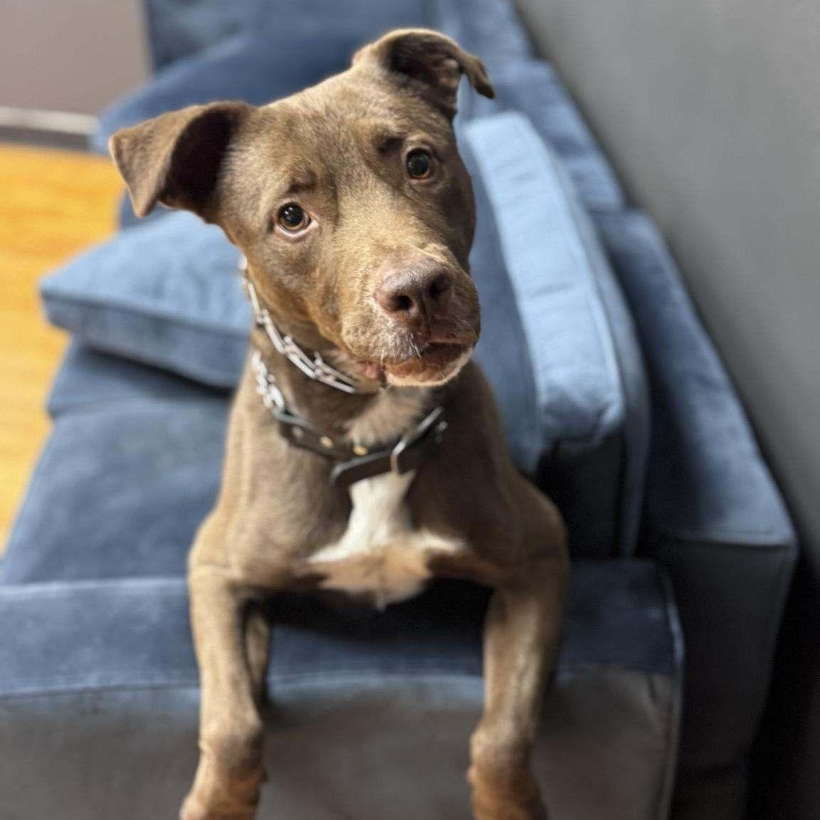 Baxter, a Adoptable mixed breed in Independence, IA image 2/4