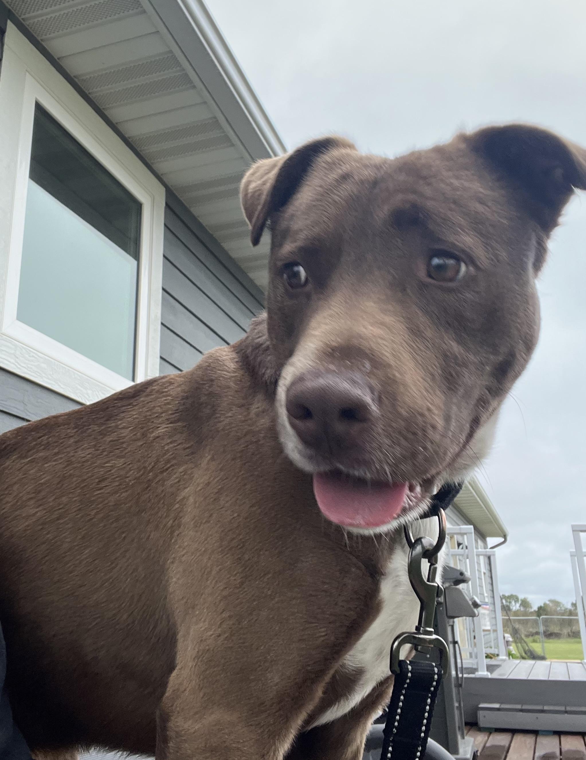 Baxter, a Adoptable mixed breed in Independence, IA image 4/4