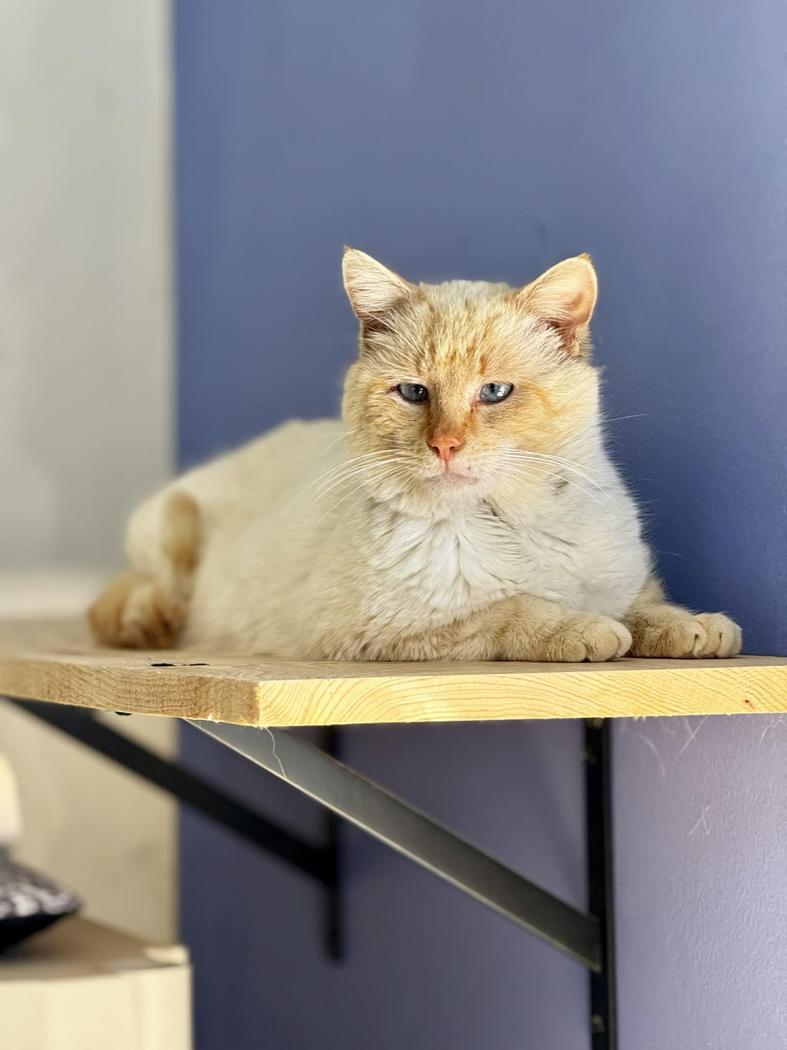 Enlarge Blaze, a ADOPTABLE Siamese in Louisville, KY image 1/5