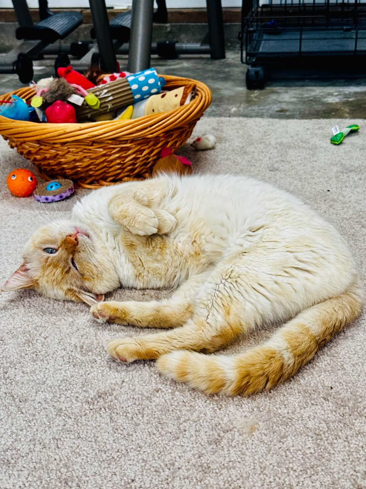 Enlarge Blaze, a ADOPTABLE Siamese in Louisville, KY image 5/5