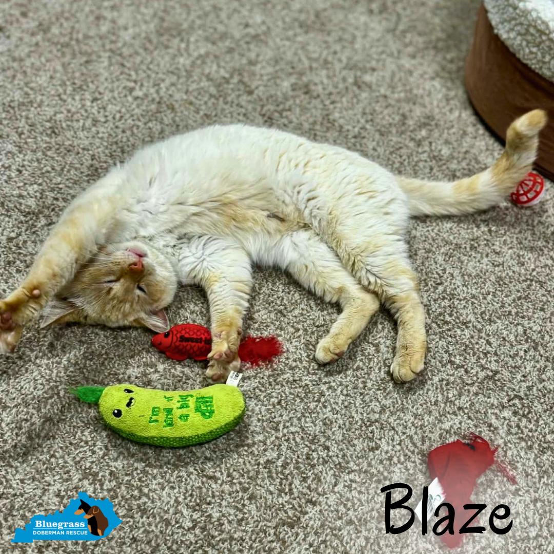 Enlarge Blaze, a ADOPTABLE Siamese in Louisville, KY image 2/5