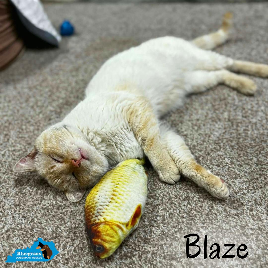 Enlarge Blaze, a ADOPTABLE Siamese in Louisville, KY image 3/5