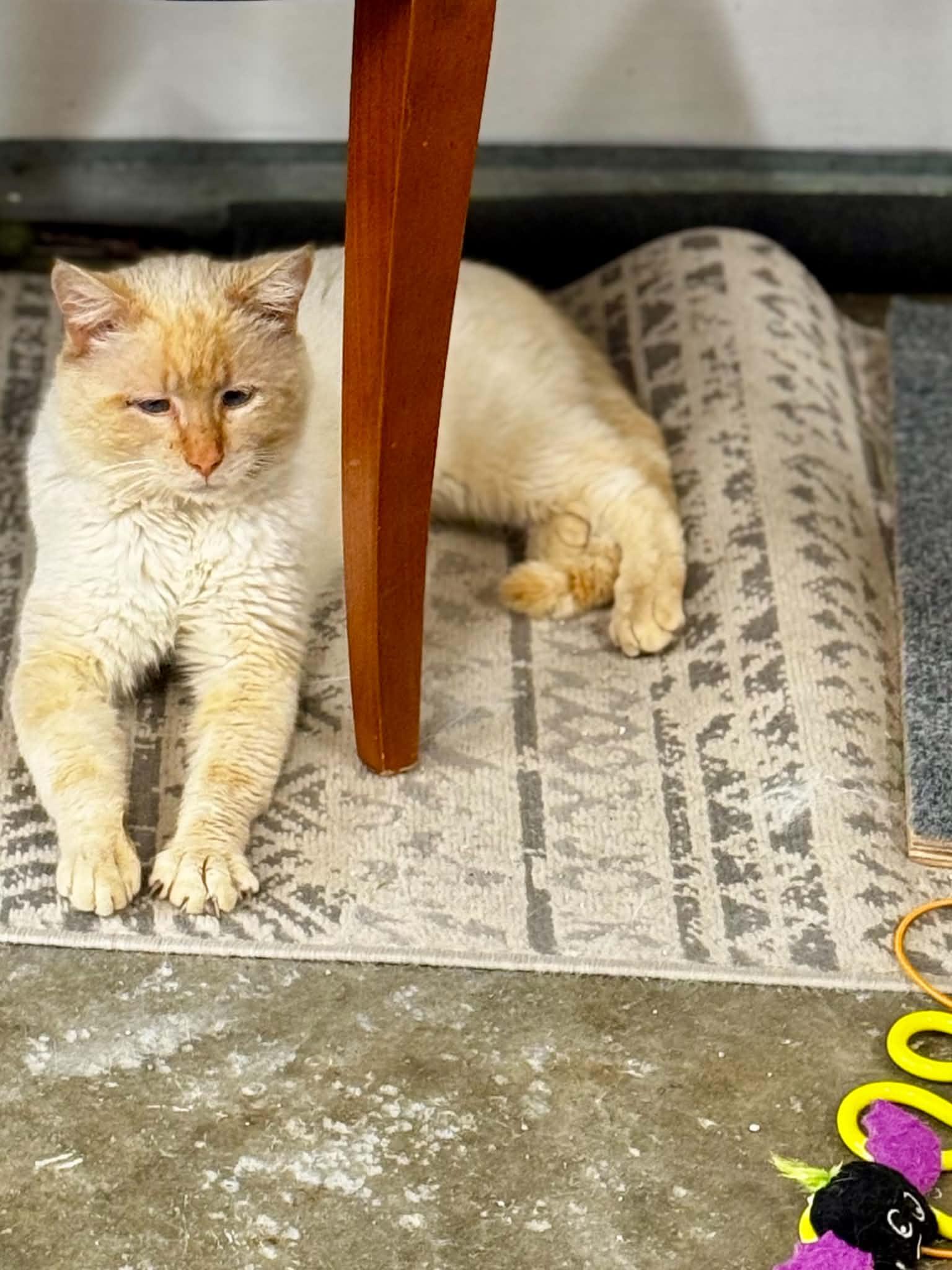 Enlarge Blaze, a ADOPTABLE Siamese in Louisville, KY image 4/5