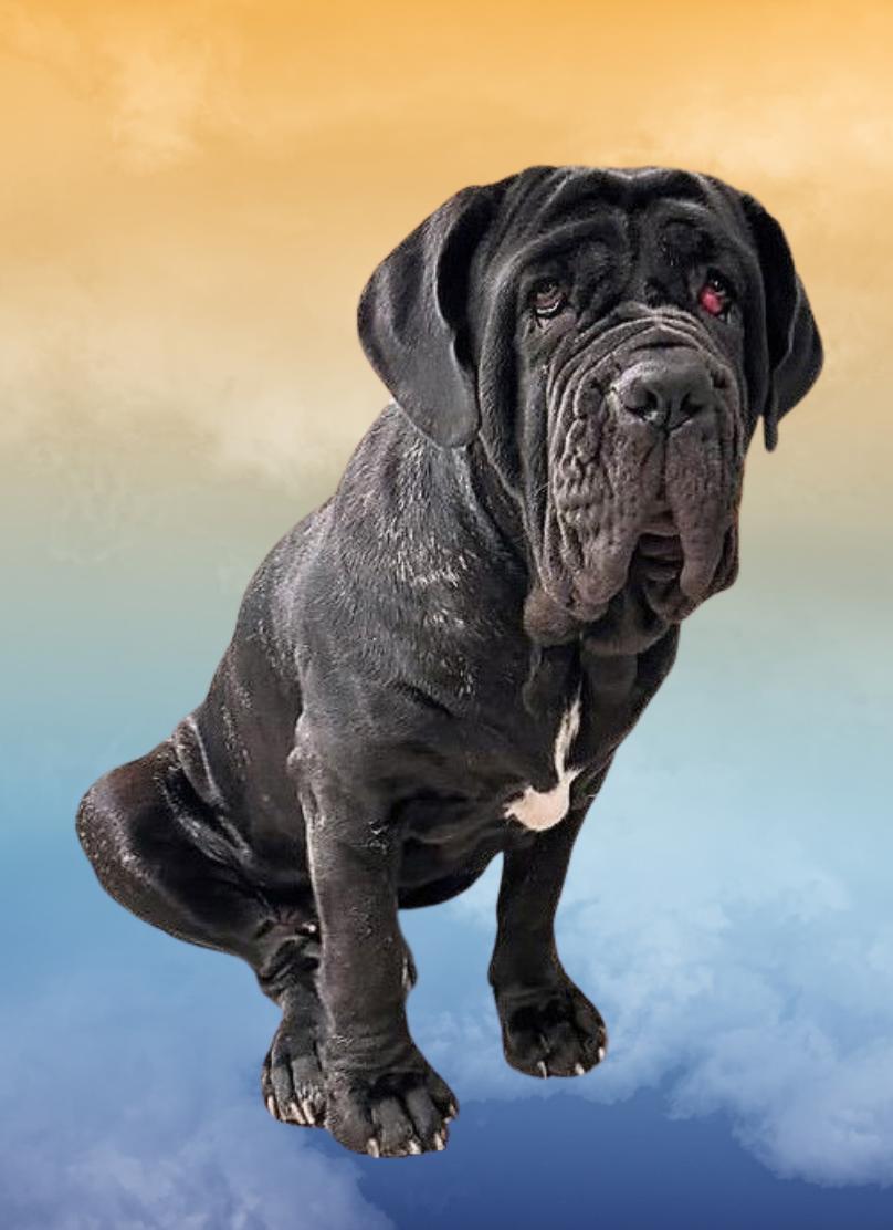 Enlarge Gianna, a Adoptable Neapolitan Mastiff in Saint Charles, MO image 1/2