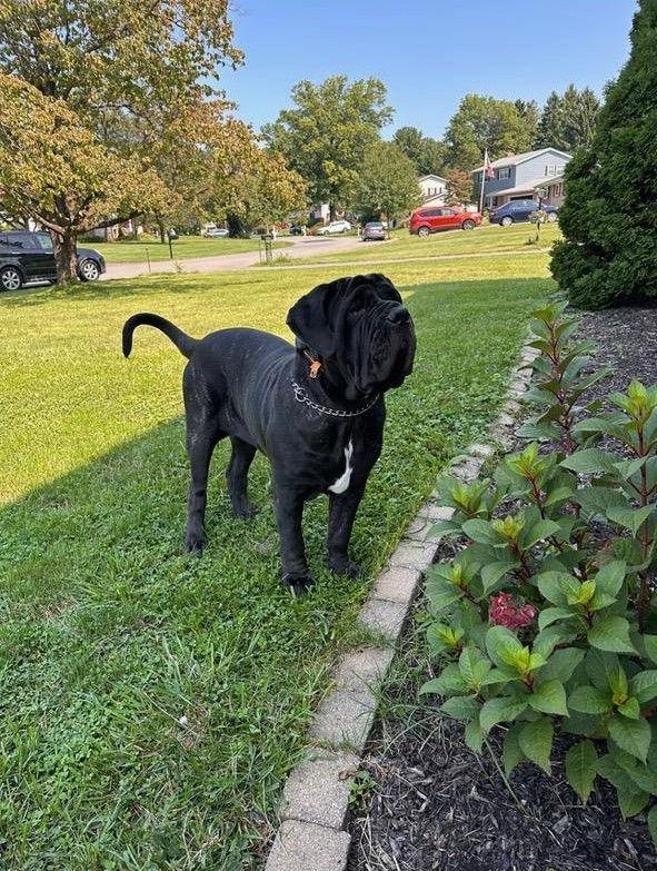 Enlarge Gianna, a Adoptable Neapolitan Mastiff in Saint Charles, MO image 2/2