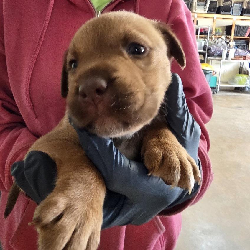Sandy, Adoptable, Puppy Female Mixed Breed.